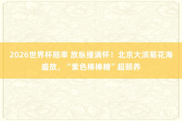 2026世界杯赔率 放纵撞满怀！北京大滨菊花海盛放，“紫色棒棒糖”超颐养